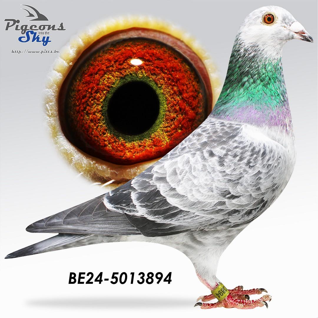 Olympic Whiteman 894 (Lijn Olympic Rico : 1e Olympiadeduif Cat F)