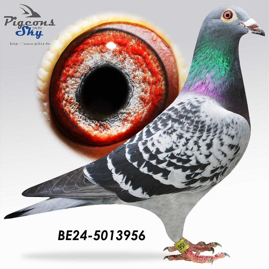 New King Of Sprint 956 (Kleinkind 1e World Best Pigeon '21)