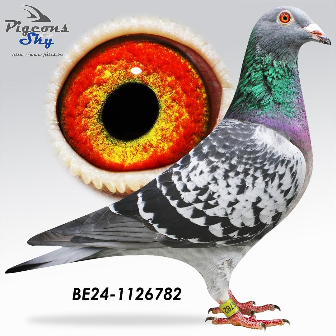 De 782 / Dochter Waldico, 3e Nat.Asduif GHF KBDB '23