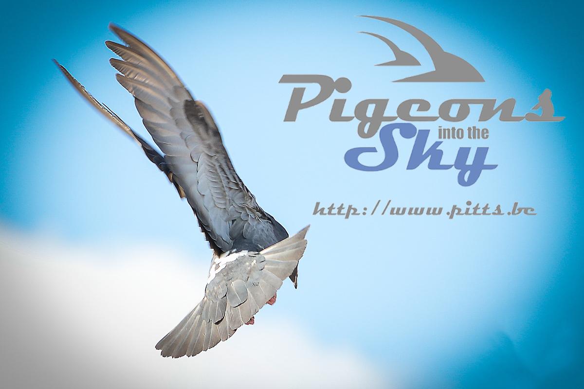 Vente aux enchères: Niet-afgeleverde duiven