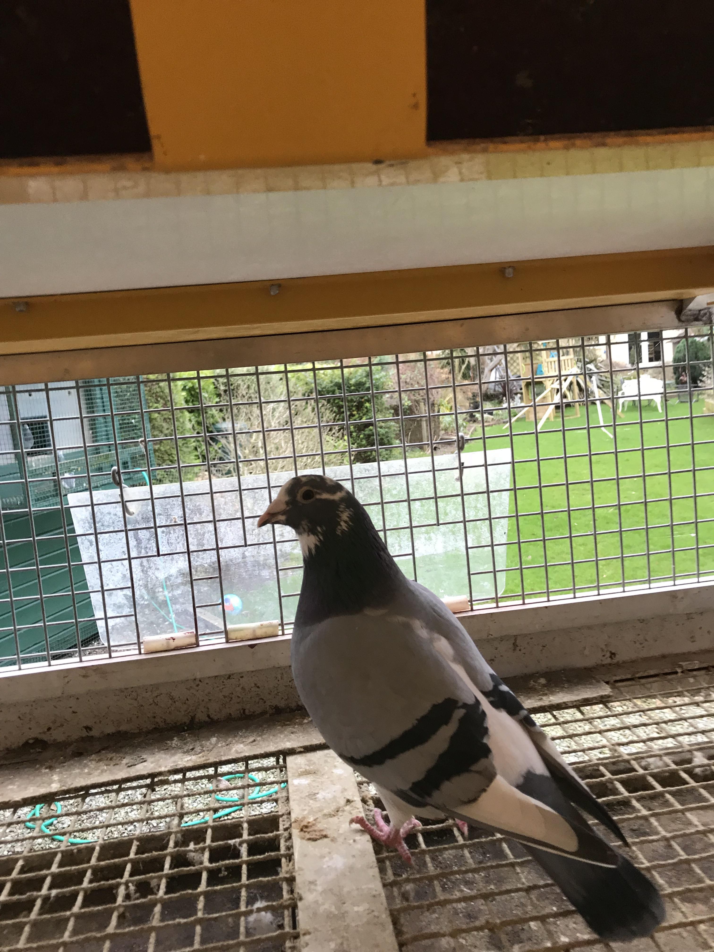 Zoon 2° provinciale Asduif Zw-Fond 2023 - Familie