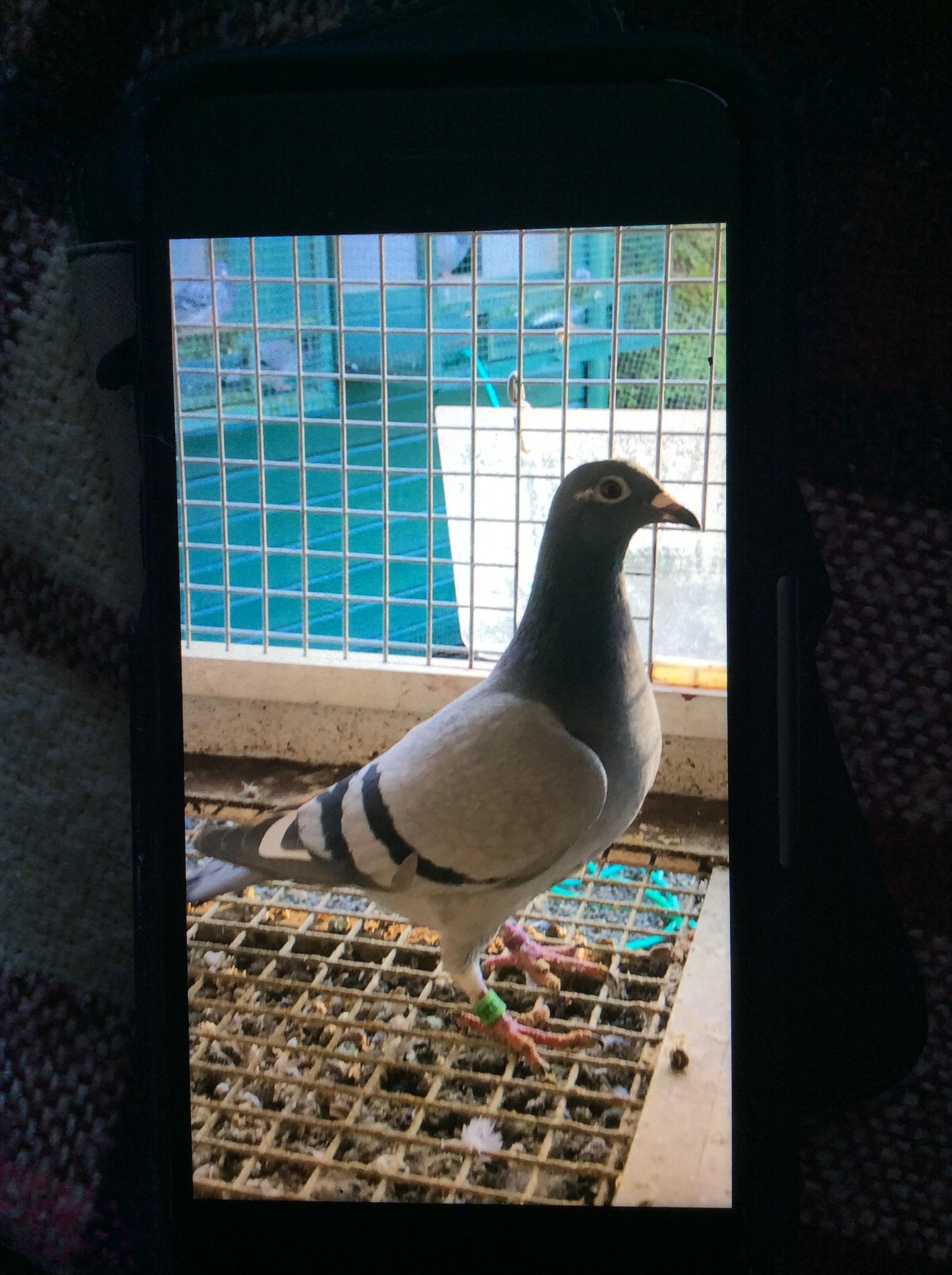 Broer Emma’s Witteke 25° Nat Perpignan - Familie