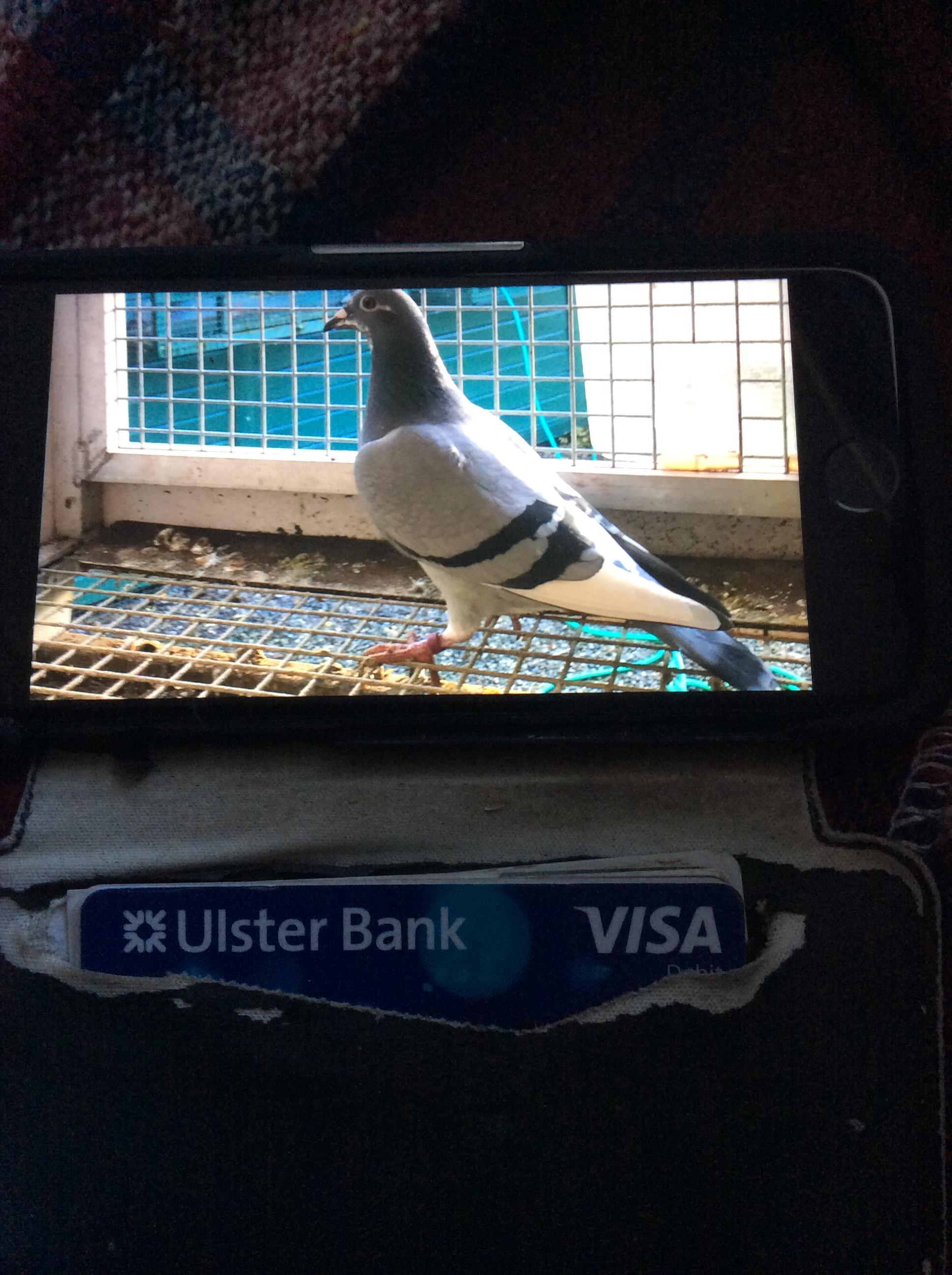 Dochter Emma’s Witteke 969 - Familie