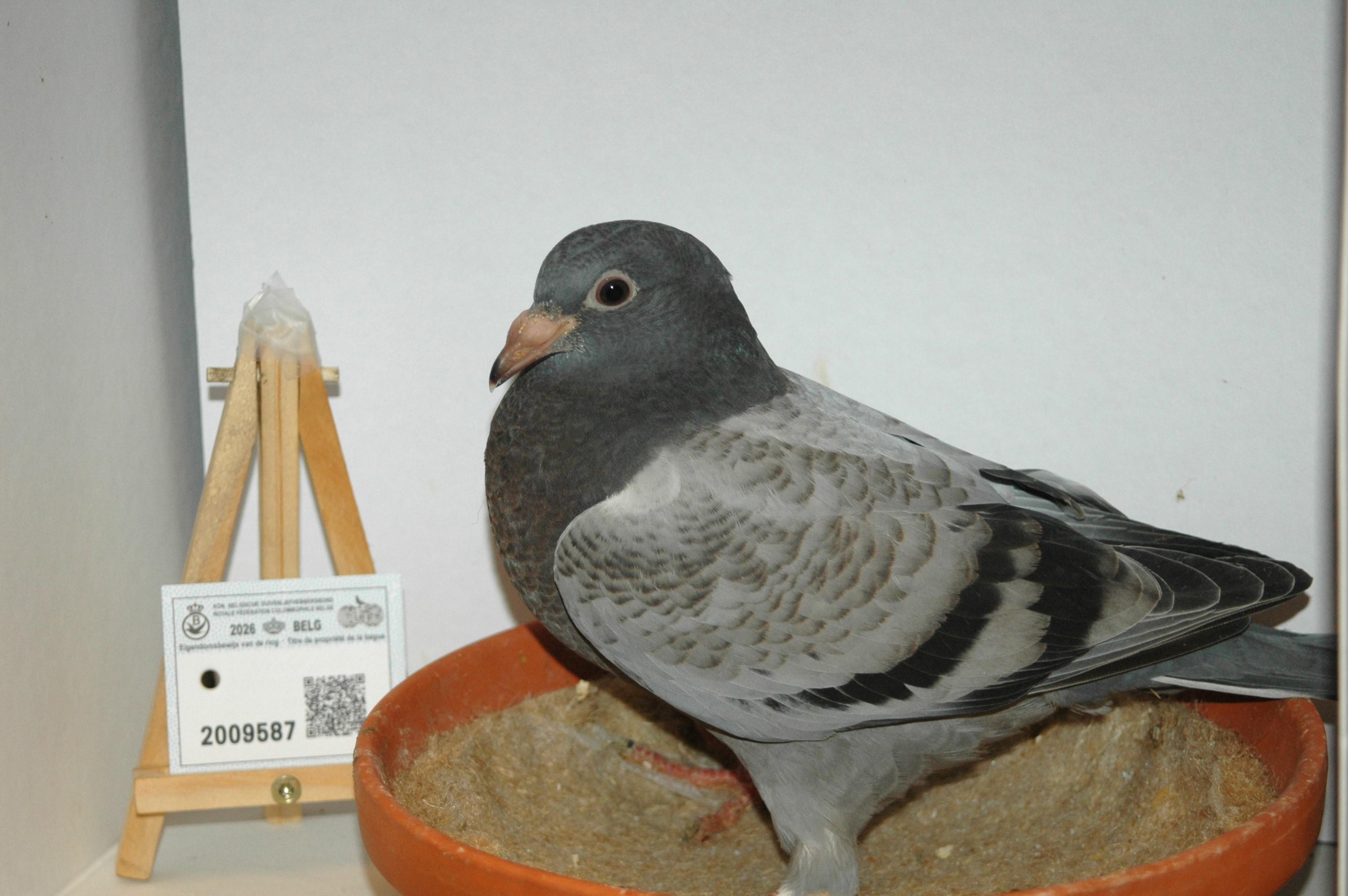 "Den 587" - Afbeelding 3