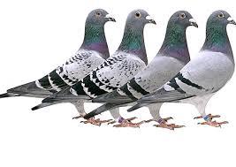 PRINZ JONAS - Scheldewindeke