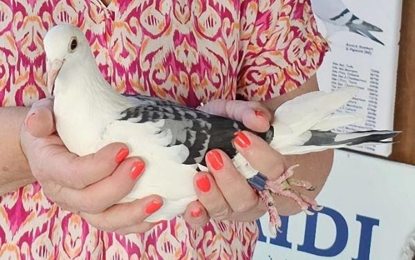 PITTS-GoeteynA-PITTS-BE23-4065119 'Nathalie' -Foto-1