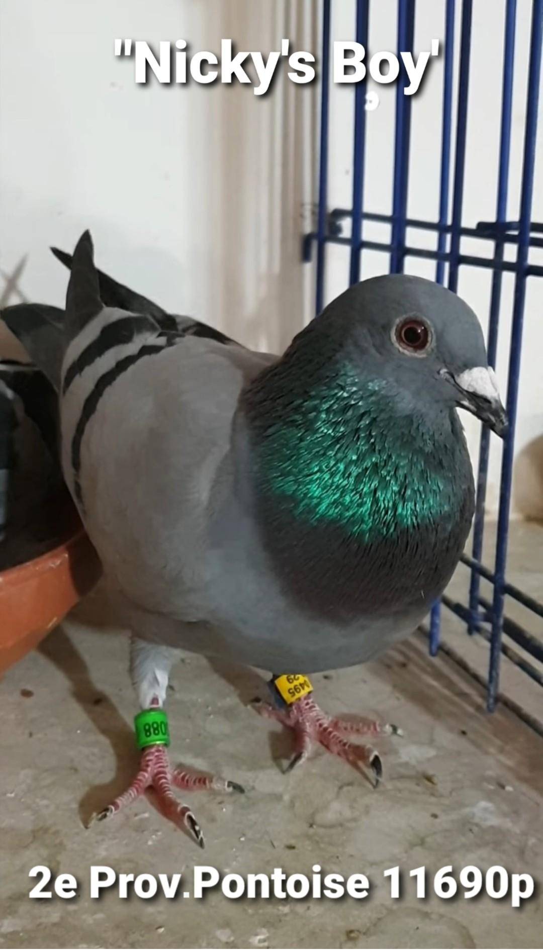 PITTS-Goeteyn Annick-PITTS BE23-4065088 'Nicky's Boy' -Foto-bak