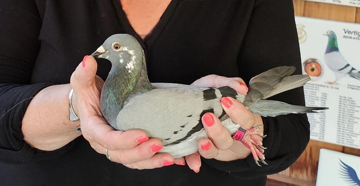 PITTS-GoeteynA-PITTS-BE23-4065069 'Nikita' -frontaal-1