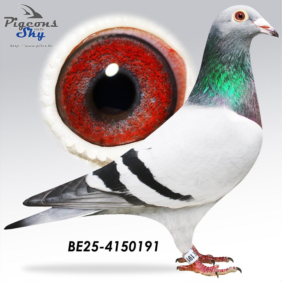 Zoon 2° Internationaal Agen 2020 x 3° Internationaal Perpignan 2024