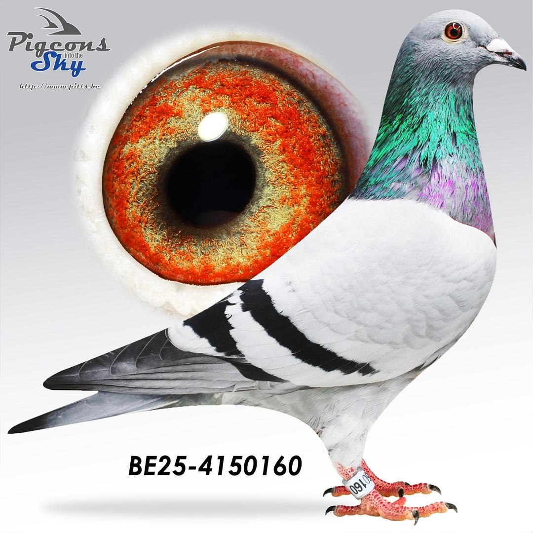 Dochter 3° Internationaal Perpignan 2024 (75% origine Peiren Noël Zedelgem)