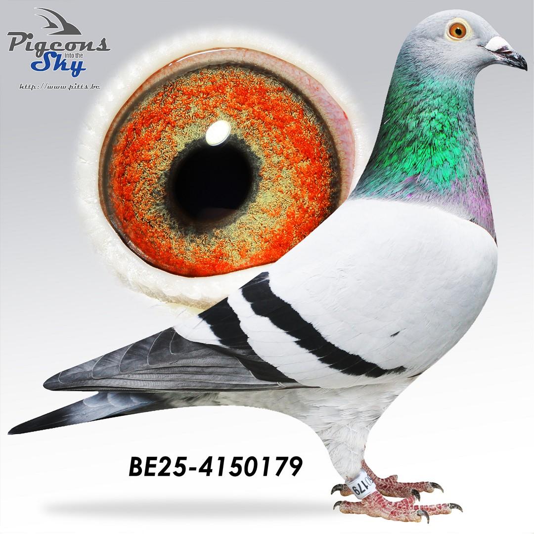 Blauwe Peiren 179 (75% origine Peiren Noël Zedelgem)