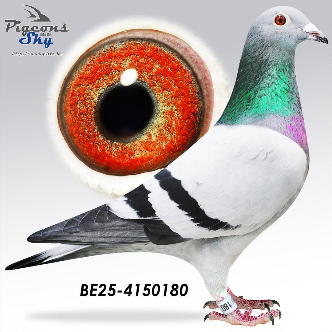 Blauwen Peiren 180 (75% origine Peiren Noël Zedelgem)