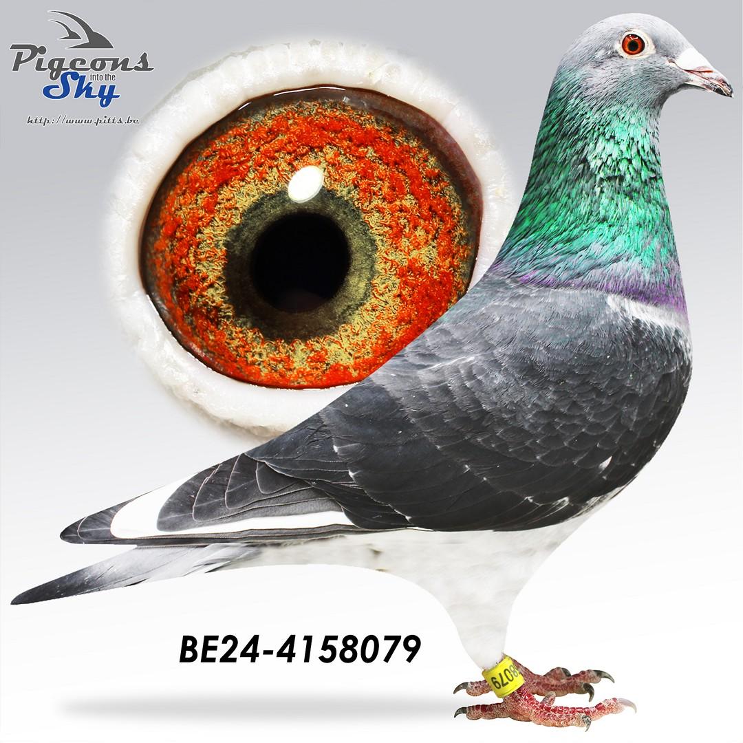 Zoon 2° provinciale Asduif Zw-Fond 2023