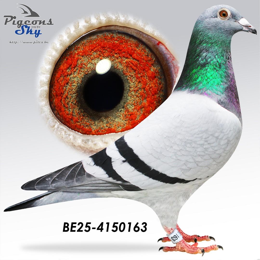 Dochter 2° Ace Provinciaal ELD 2023