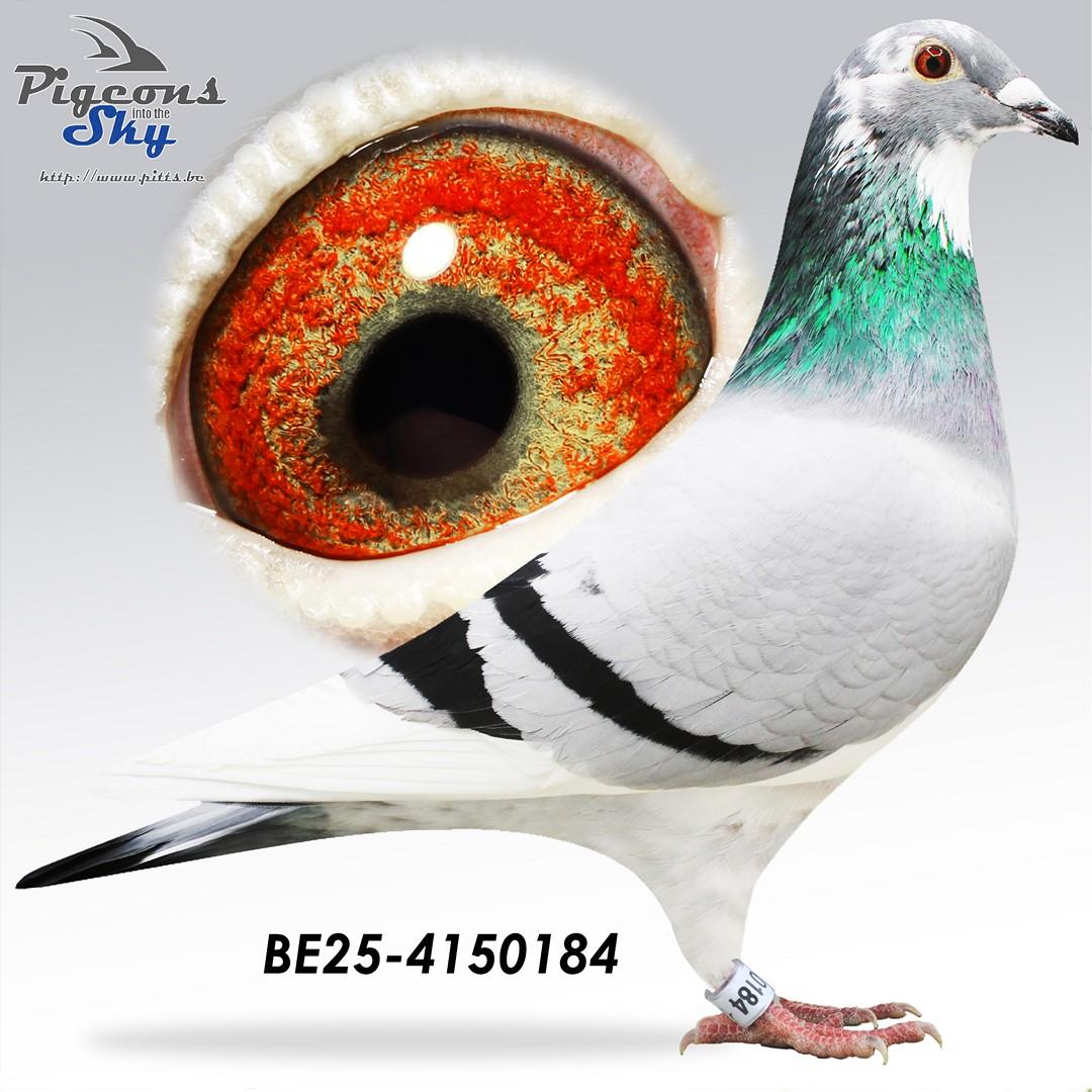 Broer Emma’s Witteke 25° Nat Perpignan