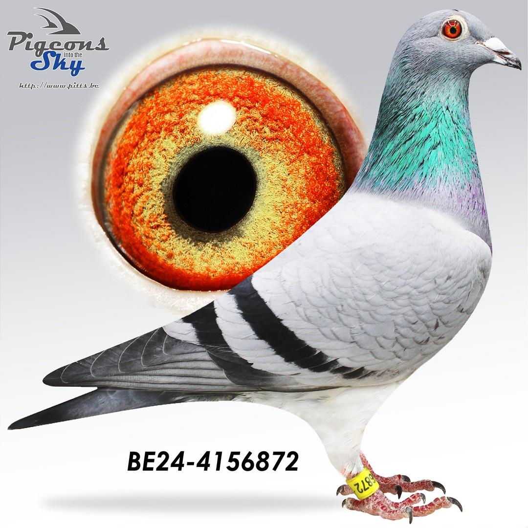 Blauwe Dochter Ace Barcelona