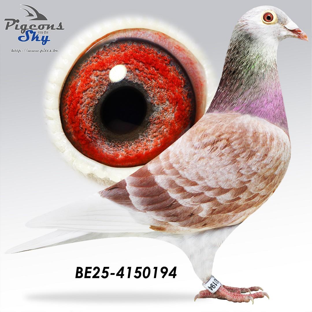 Dochter 2° Internationaal Agen 2020 x 3° Nationaal Narbonne 2024