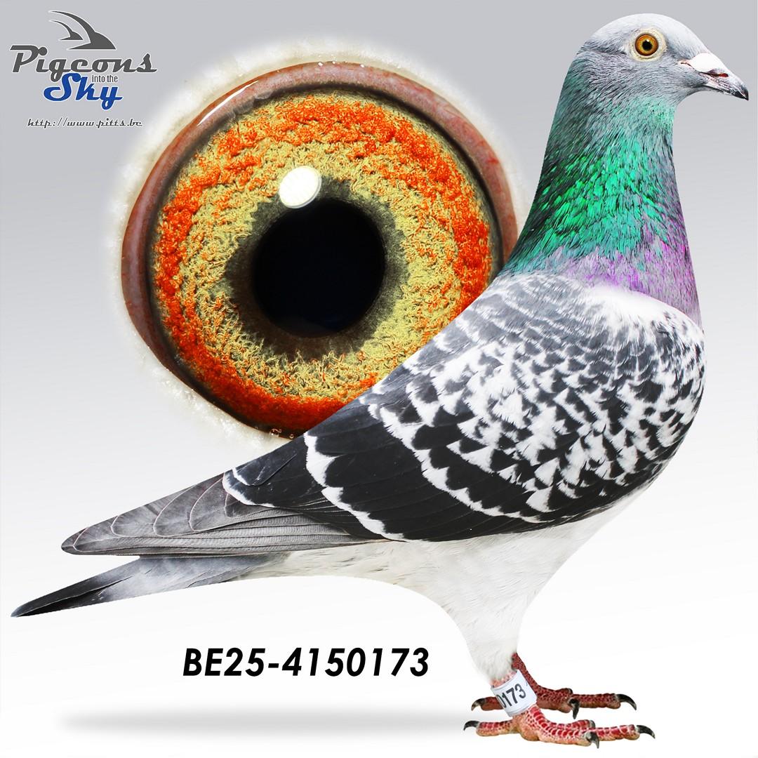 Zoon 1° Internationaal Hens Agen 2025