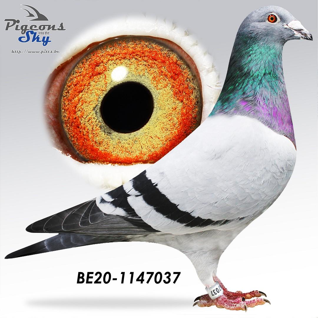 Zoon Le Geert x Rafia 