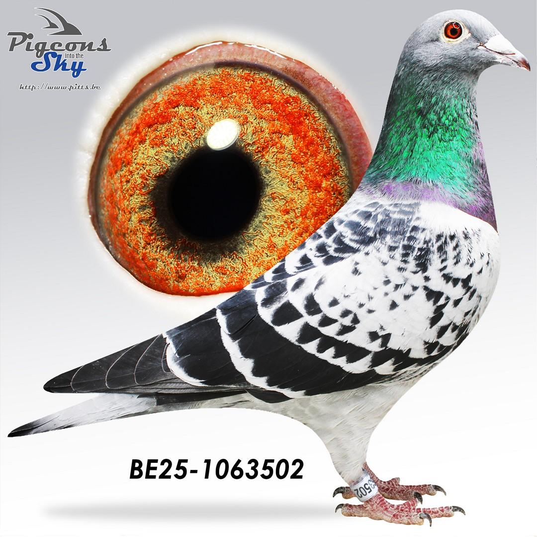 Zoon Crack Roger x Dochter Gigi 