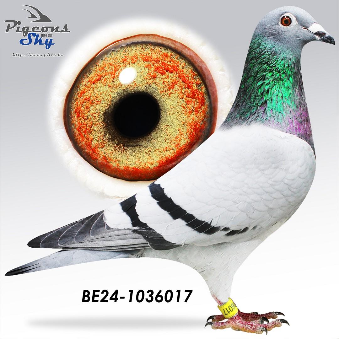 New Jean Marc x Wime 