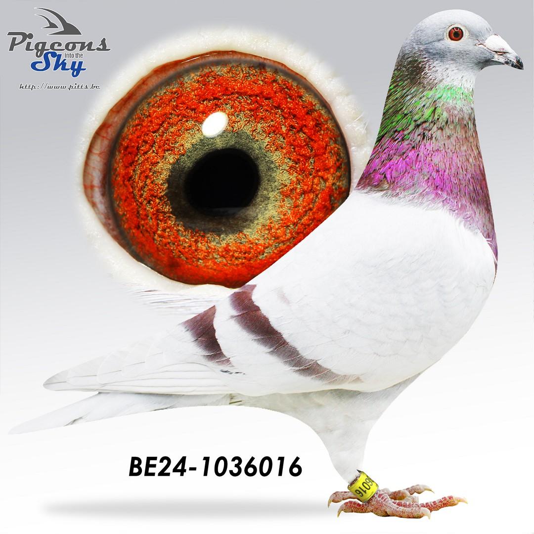 New Jean Marc x Wime 