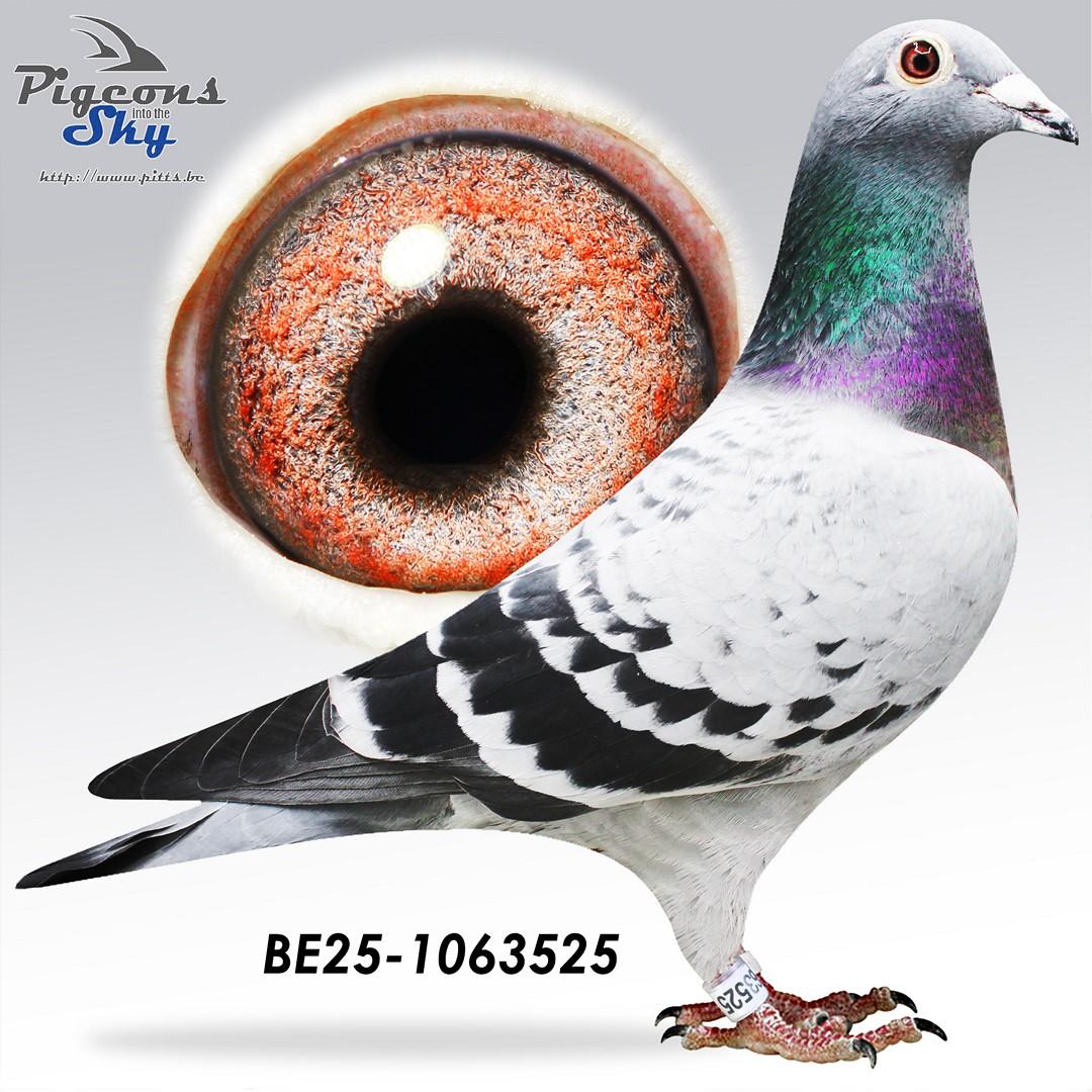 Zoon kleindochter Vieux Pros x Dochter Dorian 