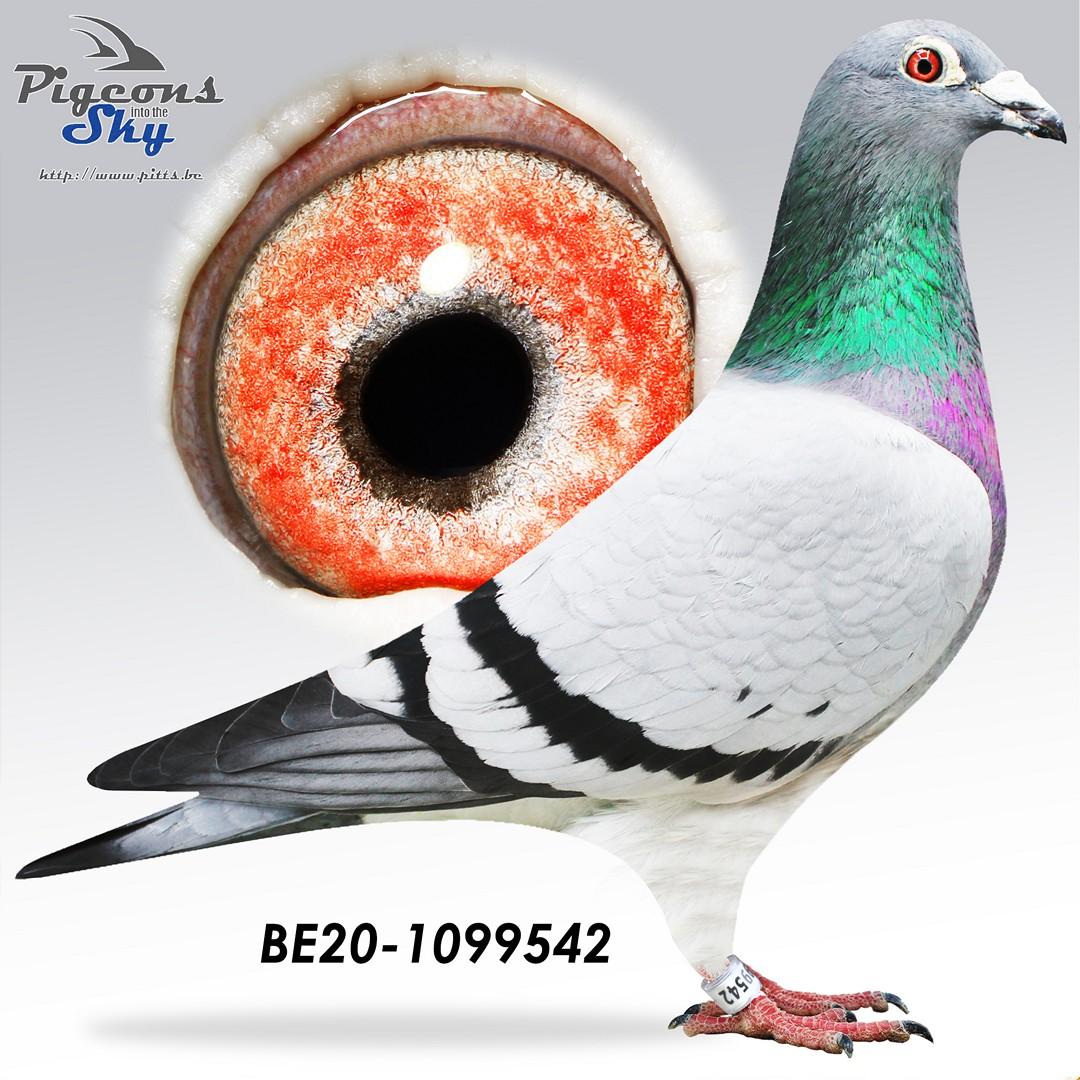 *TOPAANBIEDING* 2x 1ste - 2x 2e!