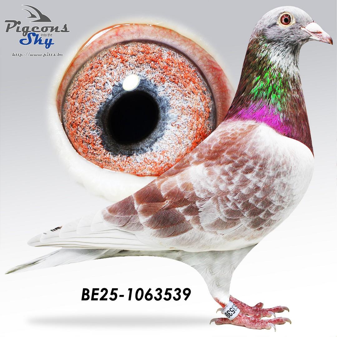 Halfbroer Gigi x Wime 