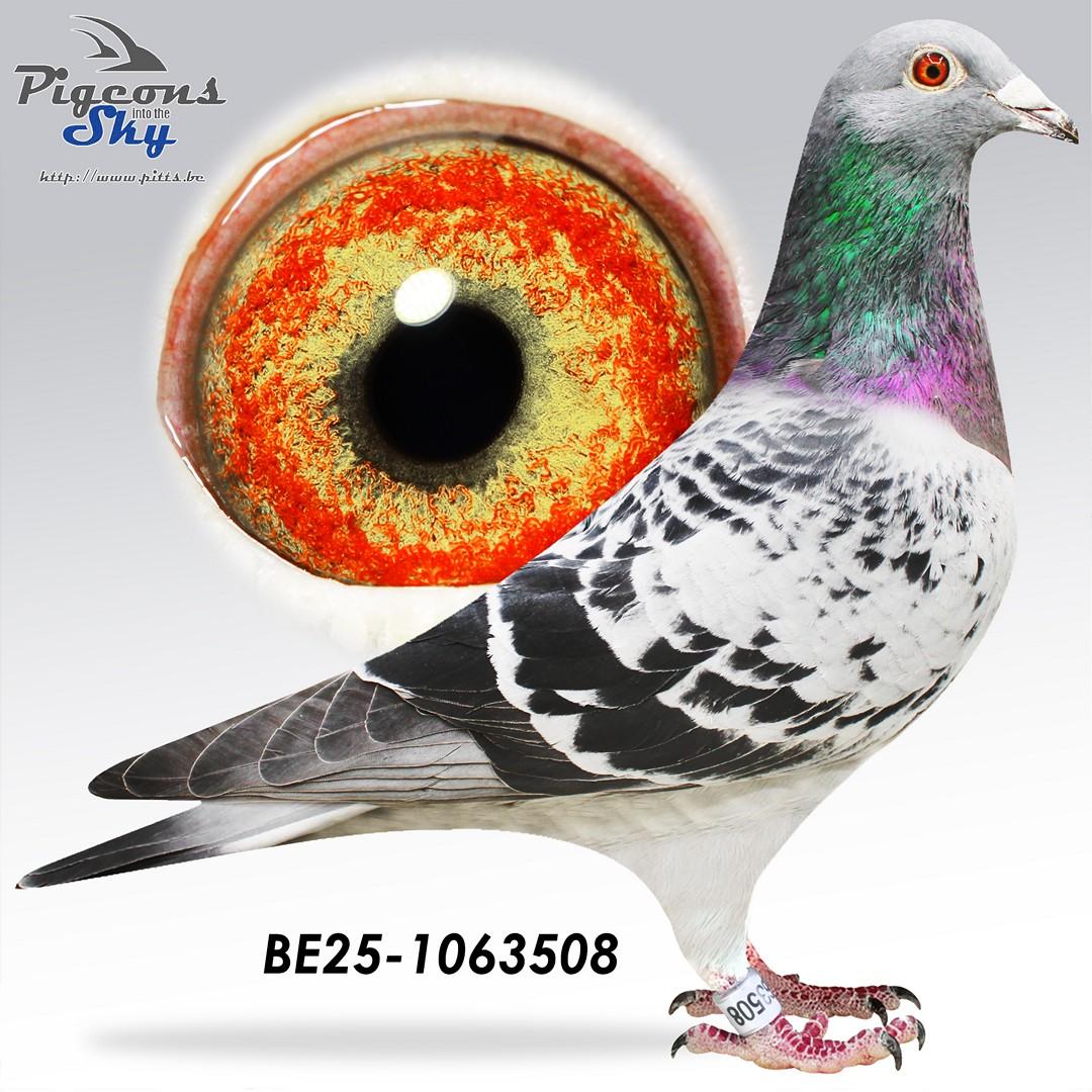 Zoon Diesel x Anthonye 