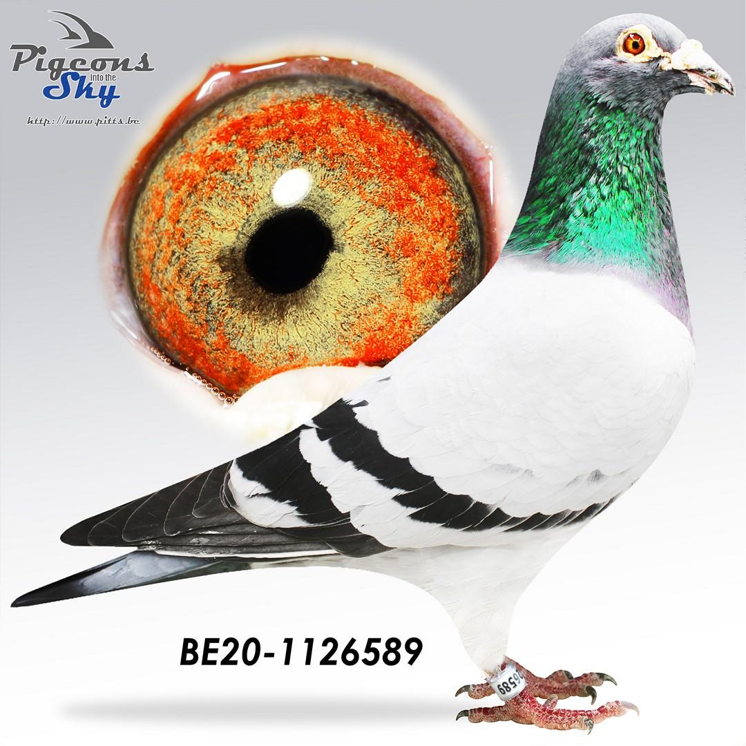 Roberto Junior x Laura 