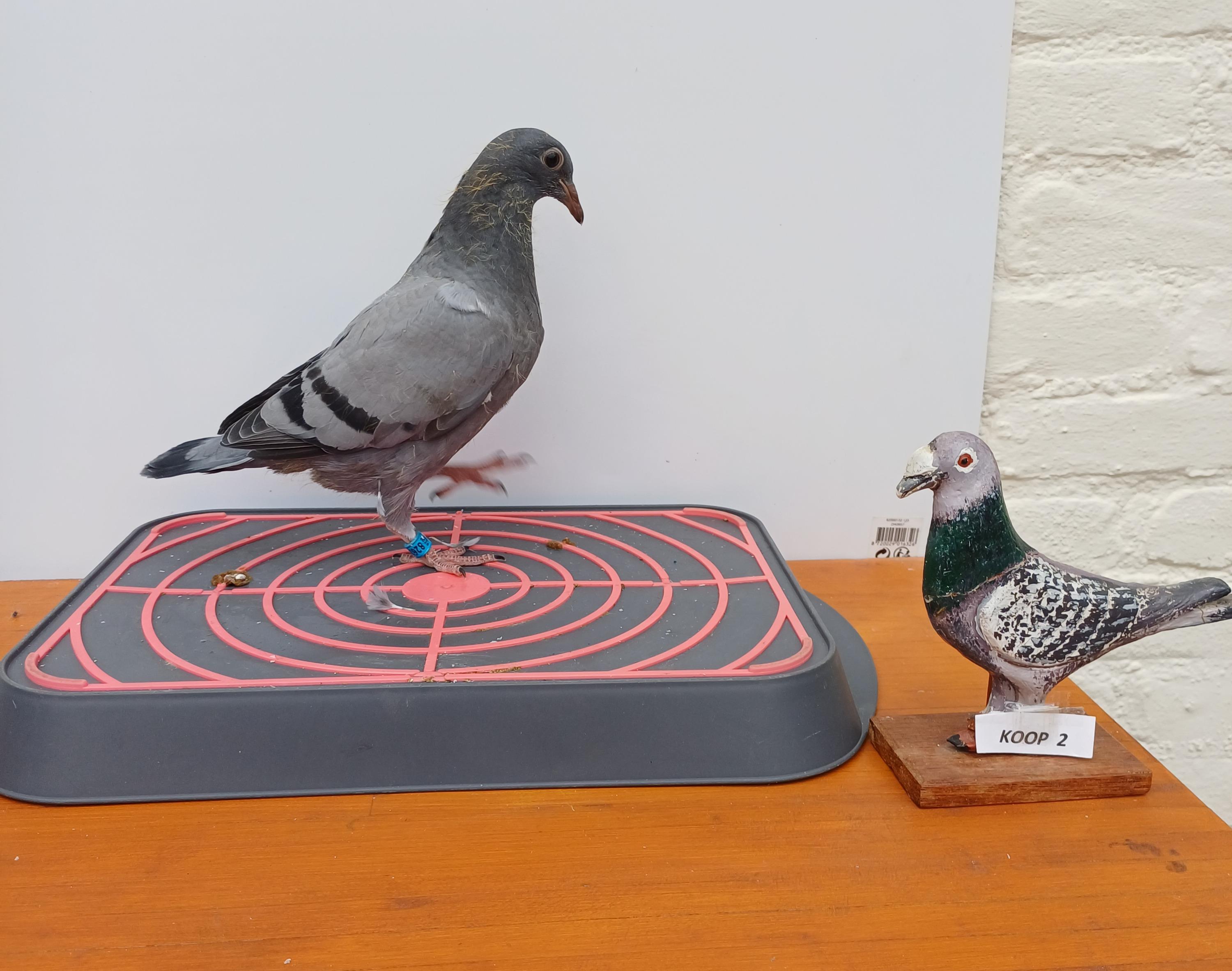 Kleinkind 1° PIPA Zware Fond 