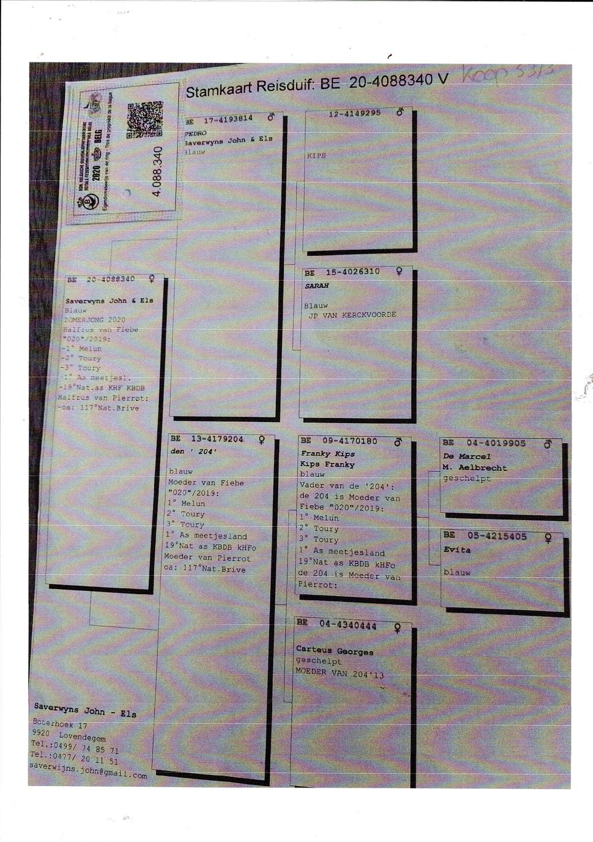 Pedigree van Heymans Danny Nederhasselt Late duivin 2025