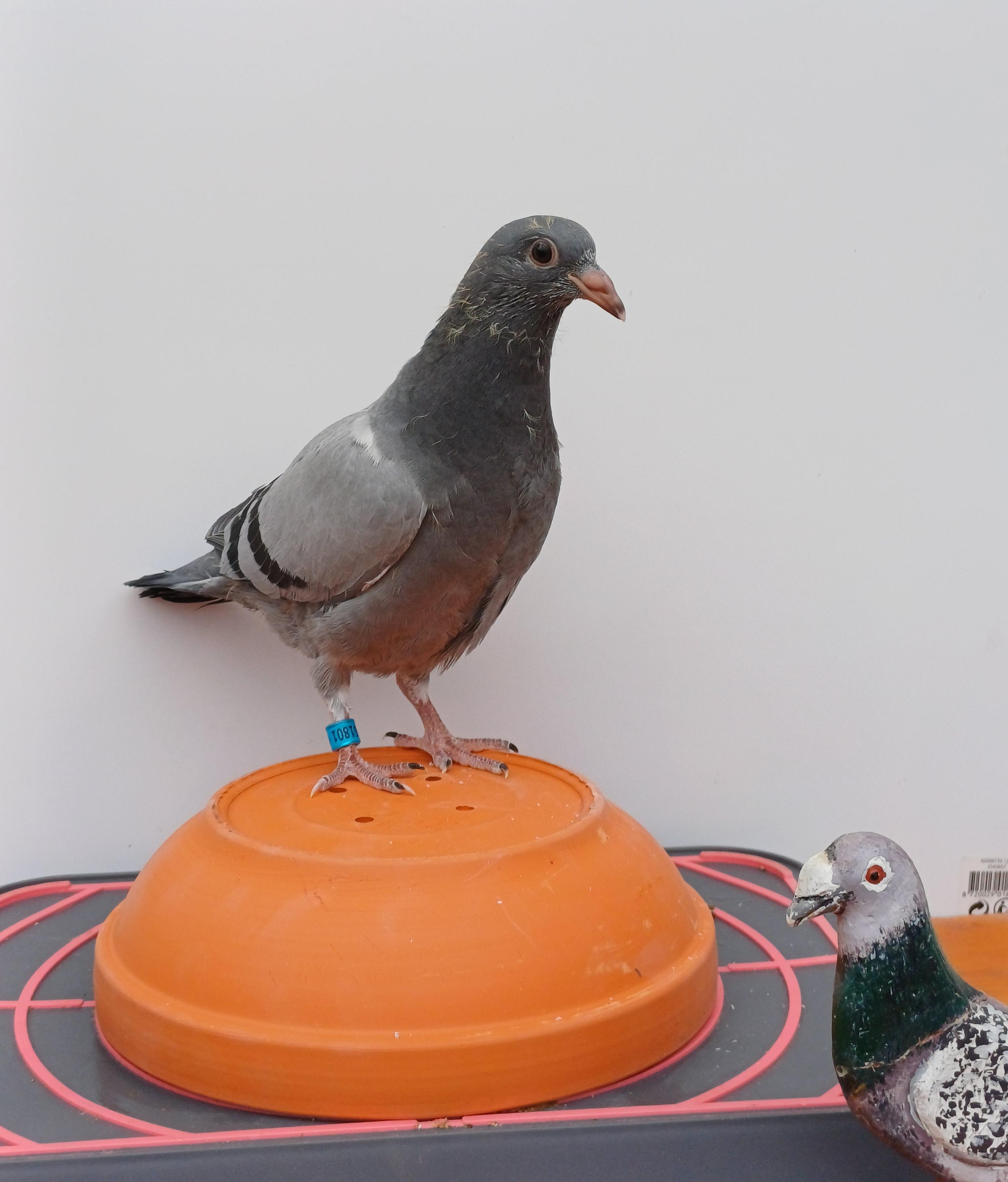 Kleinkind 1° PIPA Zware Fond 