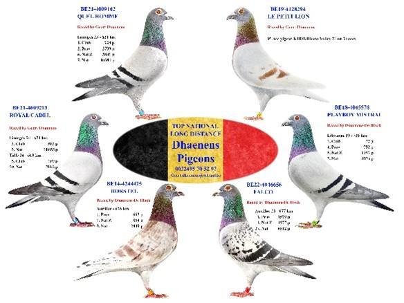 	Dhaenens Pigeons (Antoine & Geert) - Familie