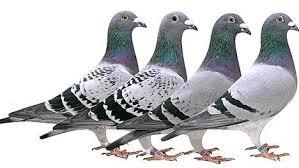 PRAET MAURICE - Lede