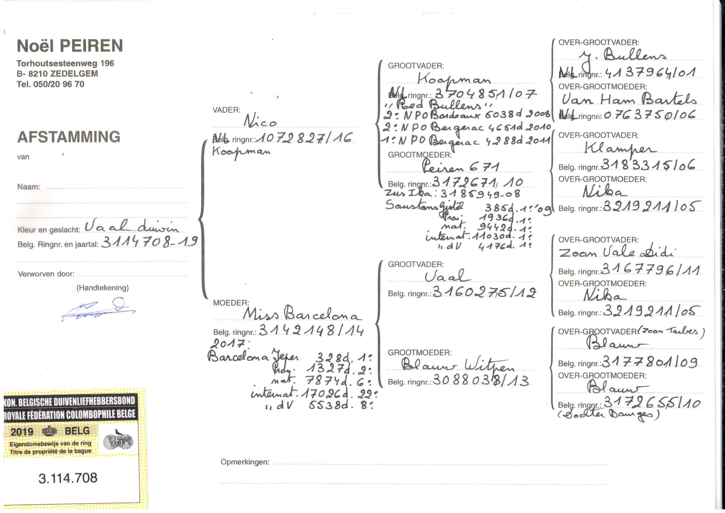 pedigree Nico x Miss Barcelona 