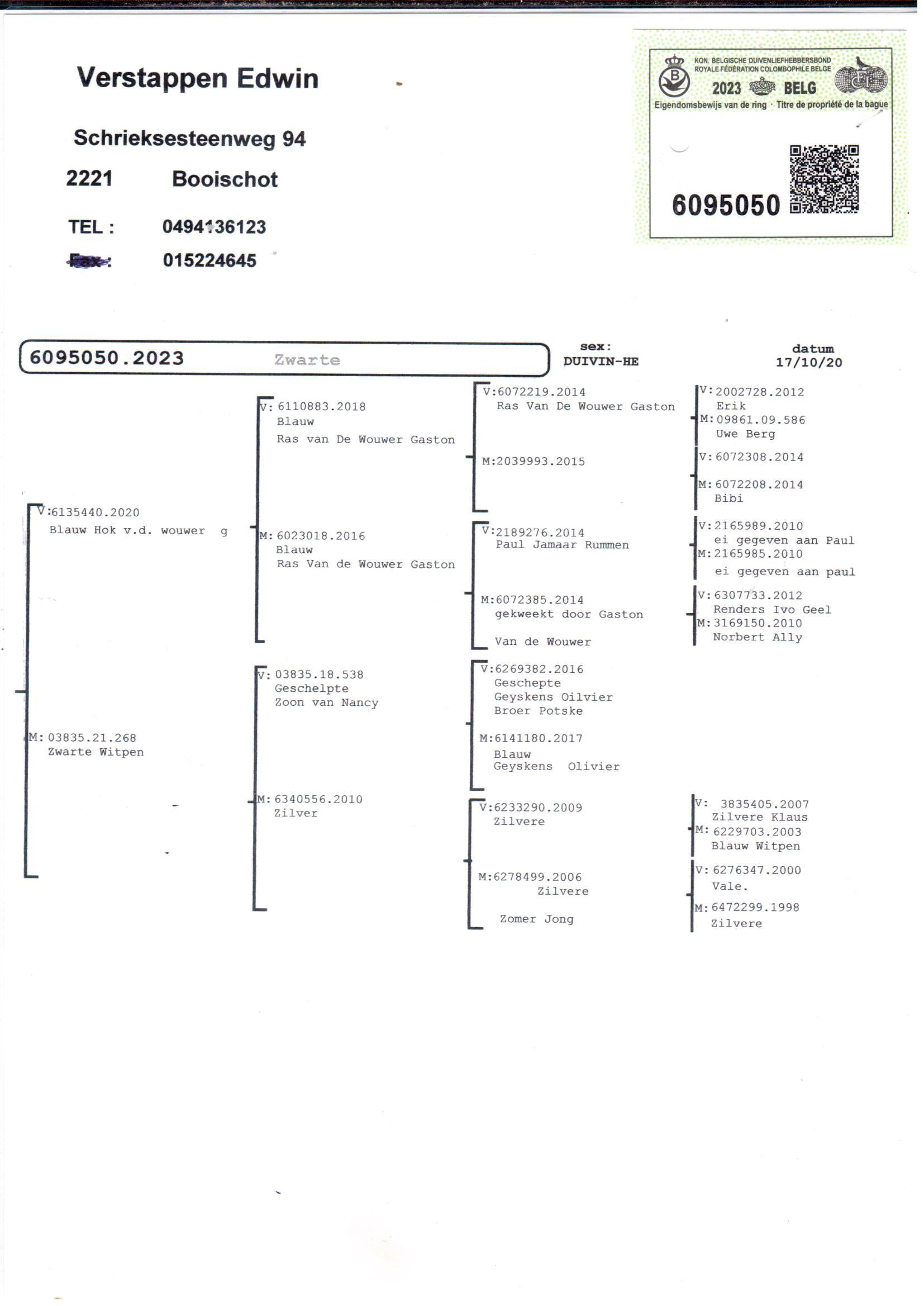 pedigree Lijn Van De Wouwer x Lijn Olivier Geyskens