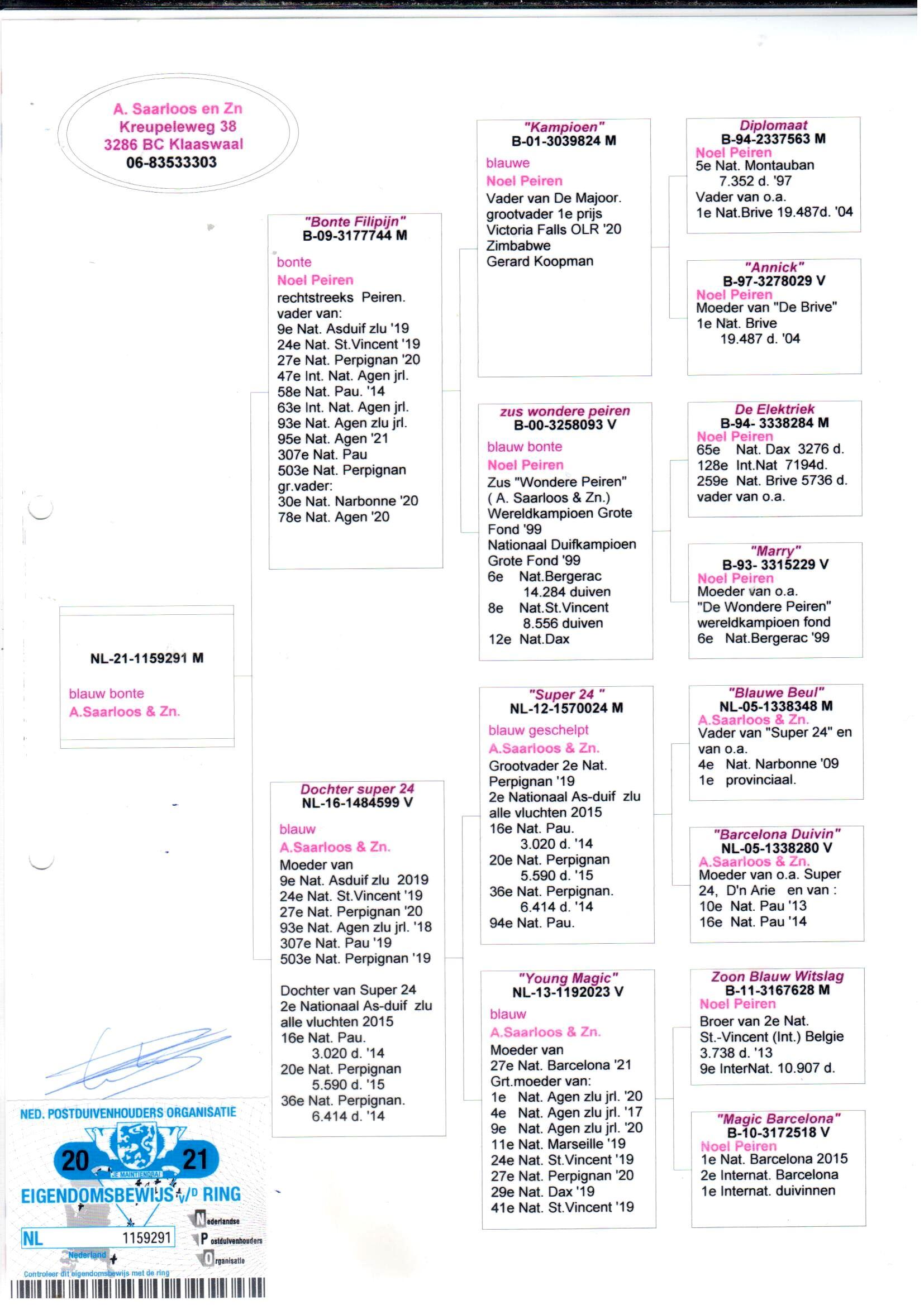 pedigree Bonte Filipijn x Dochter Super 24 