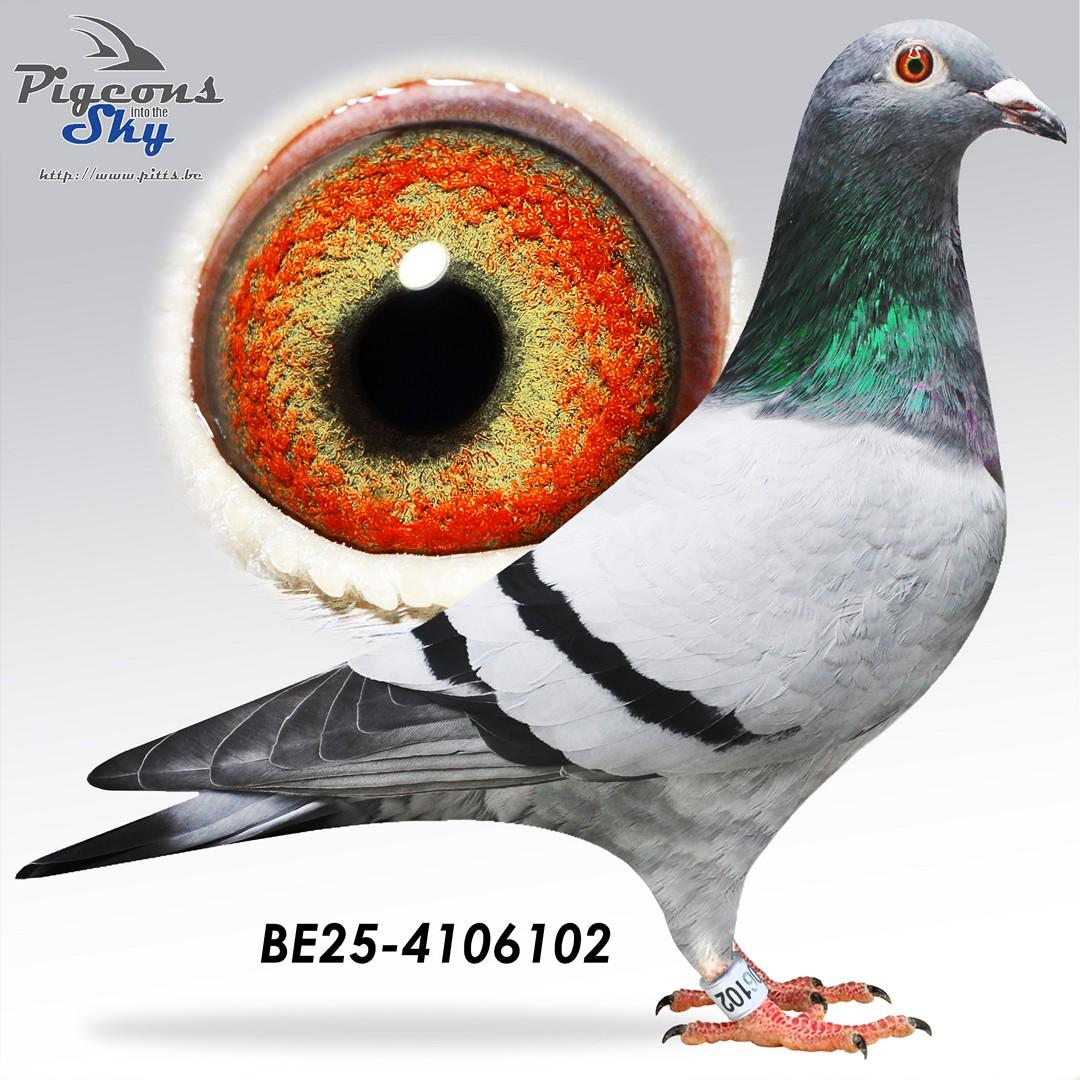 Peiren 133 x Peiren 102