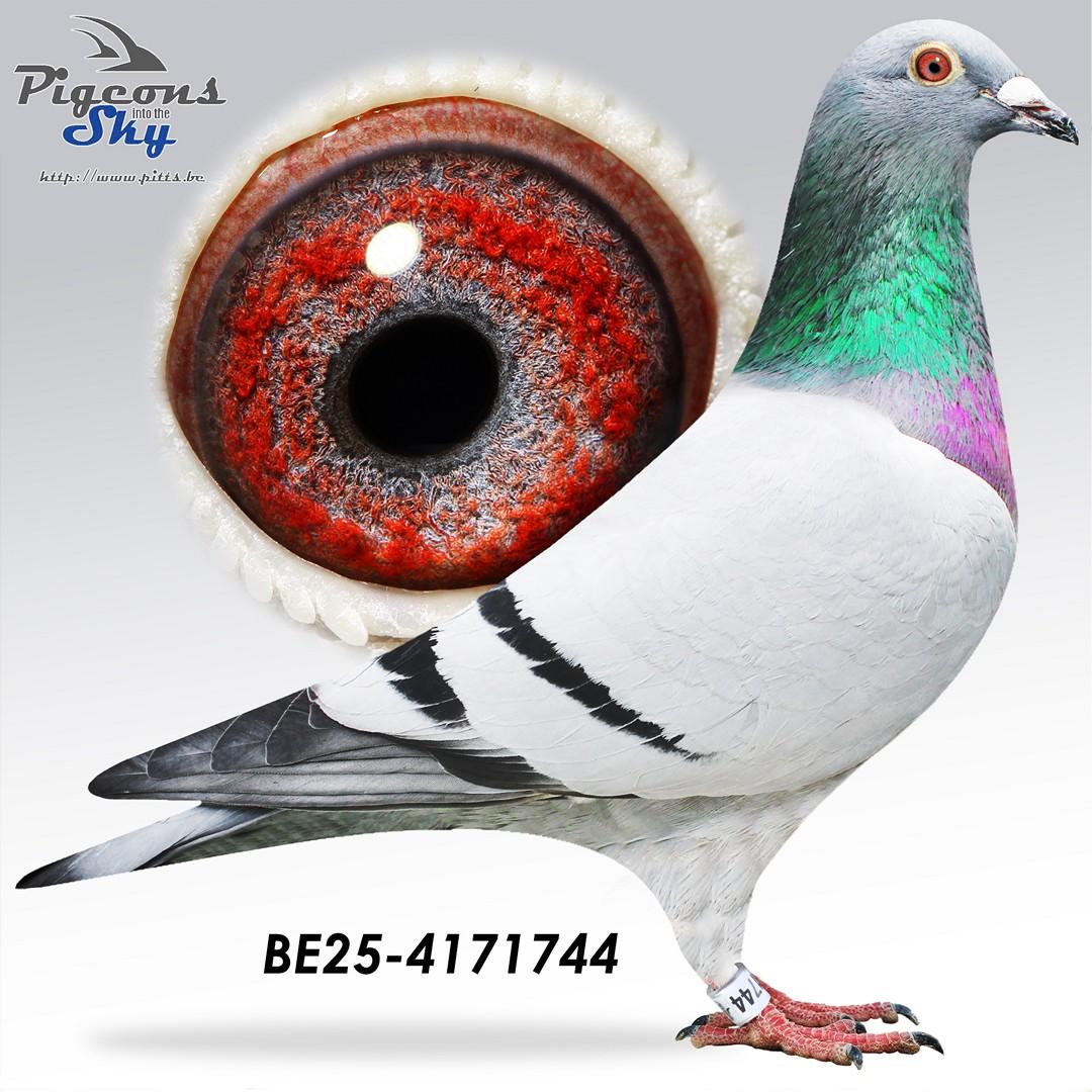 Magic Noel 127 x Lili