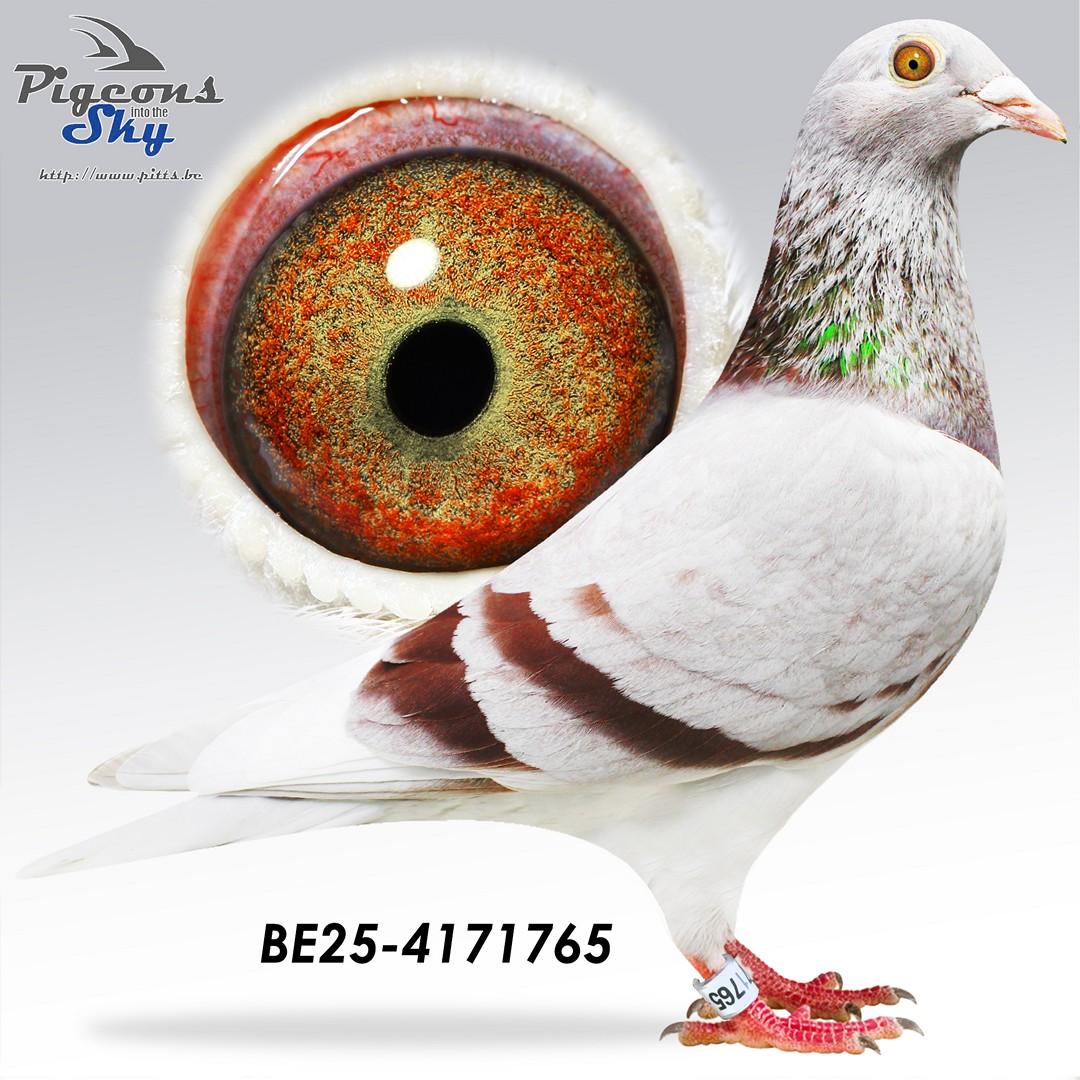 Red Son Didi 767 x Lina