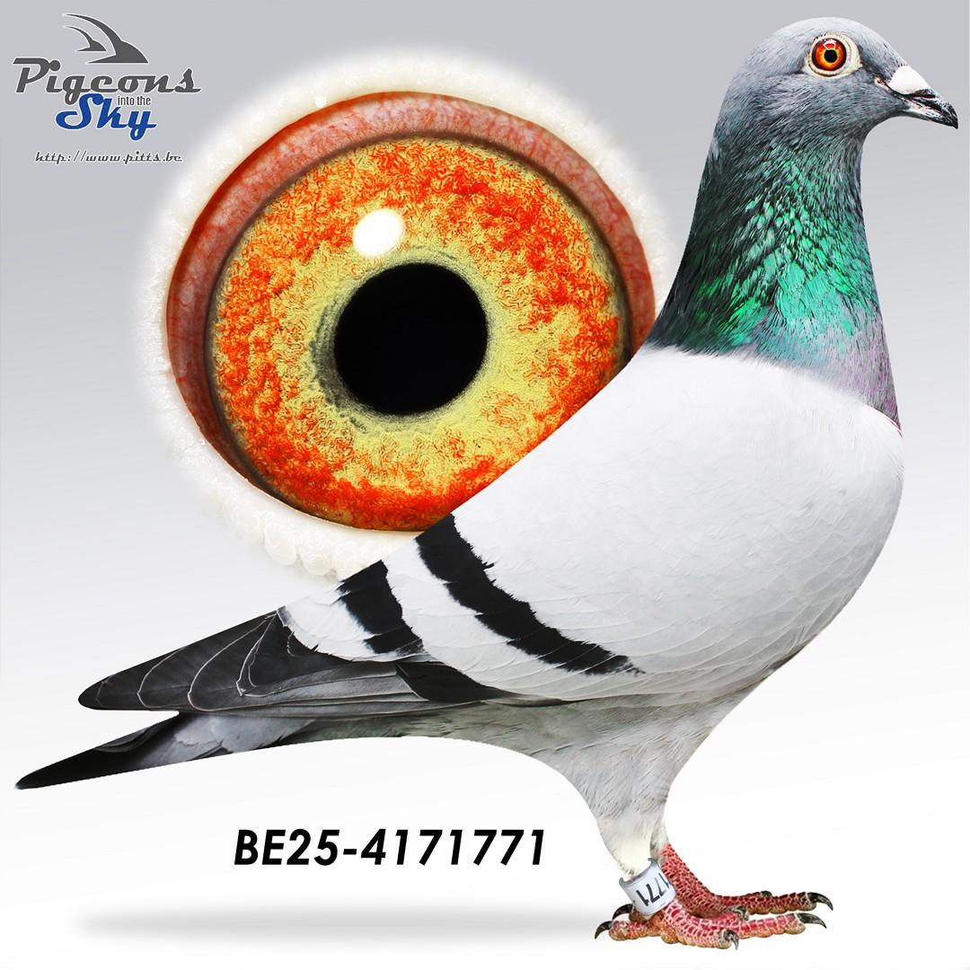 Halfbroer 238.16 x Petra