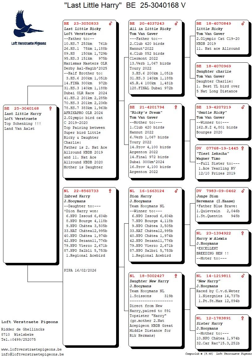 pedigree LOFT VERSTRAETE PIGEONS - Wielsbeke