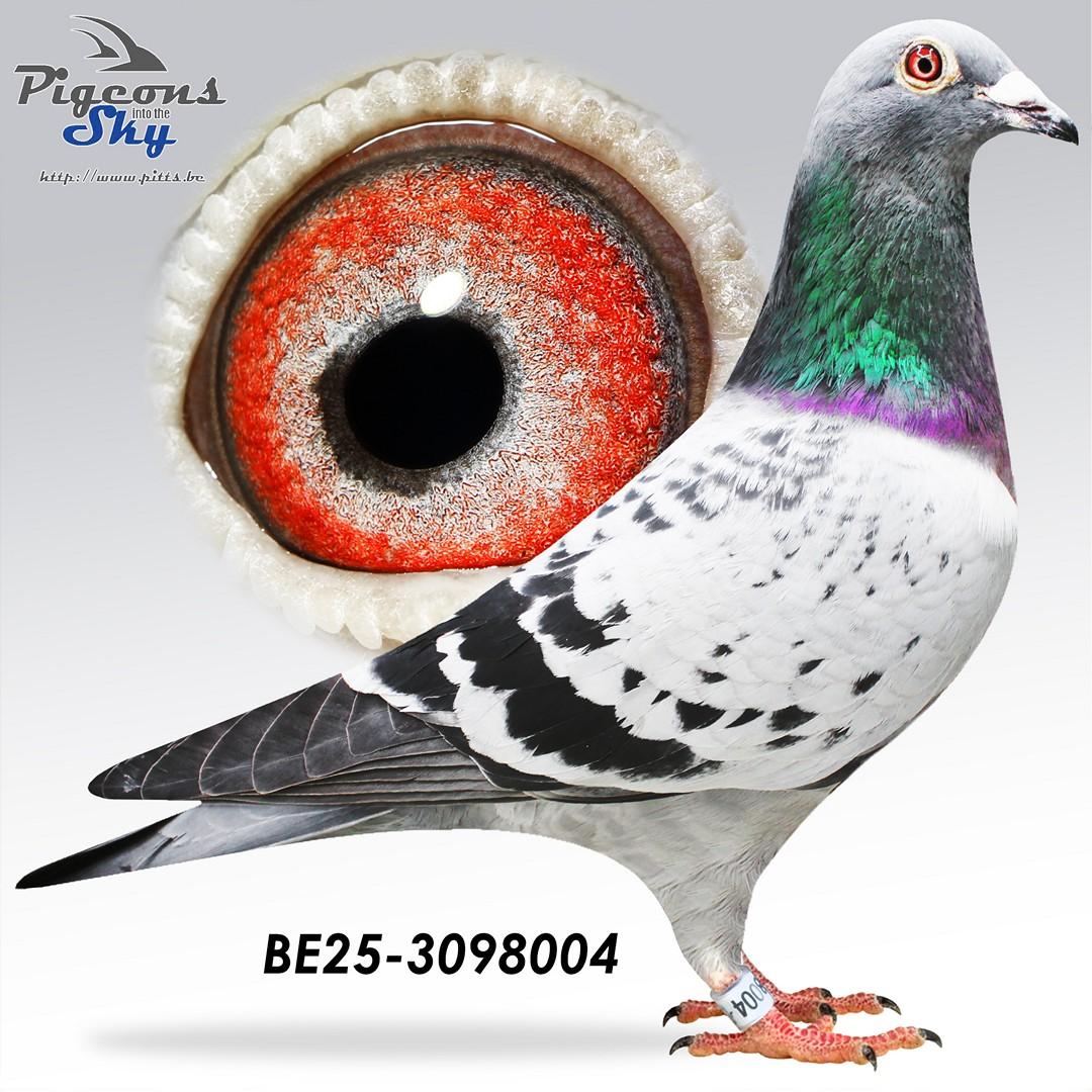 Zoon 9. Prov As KBDB