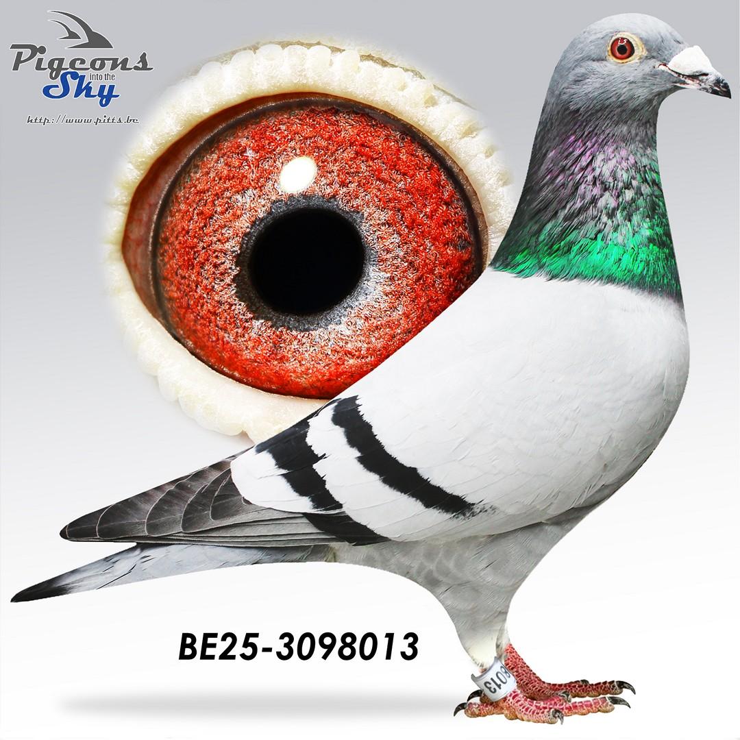 Zoon Top Girl 4 x 1.