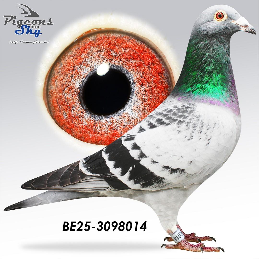 Zoon Top Girl 4 x 1.