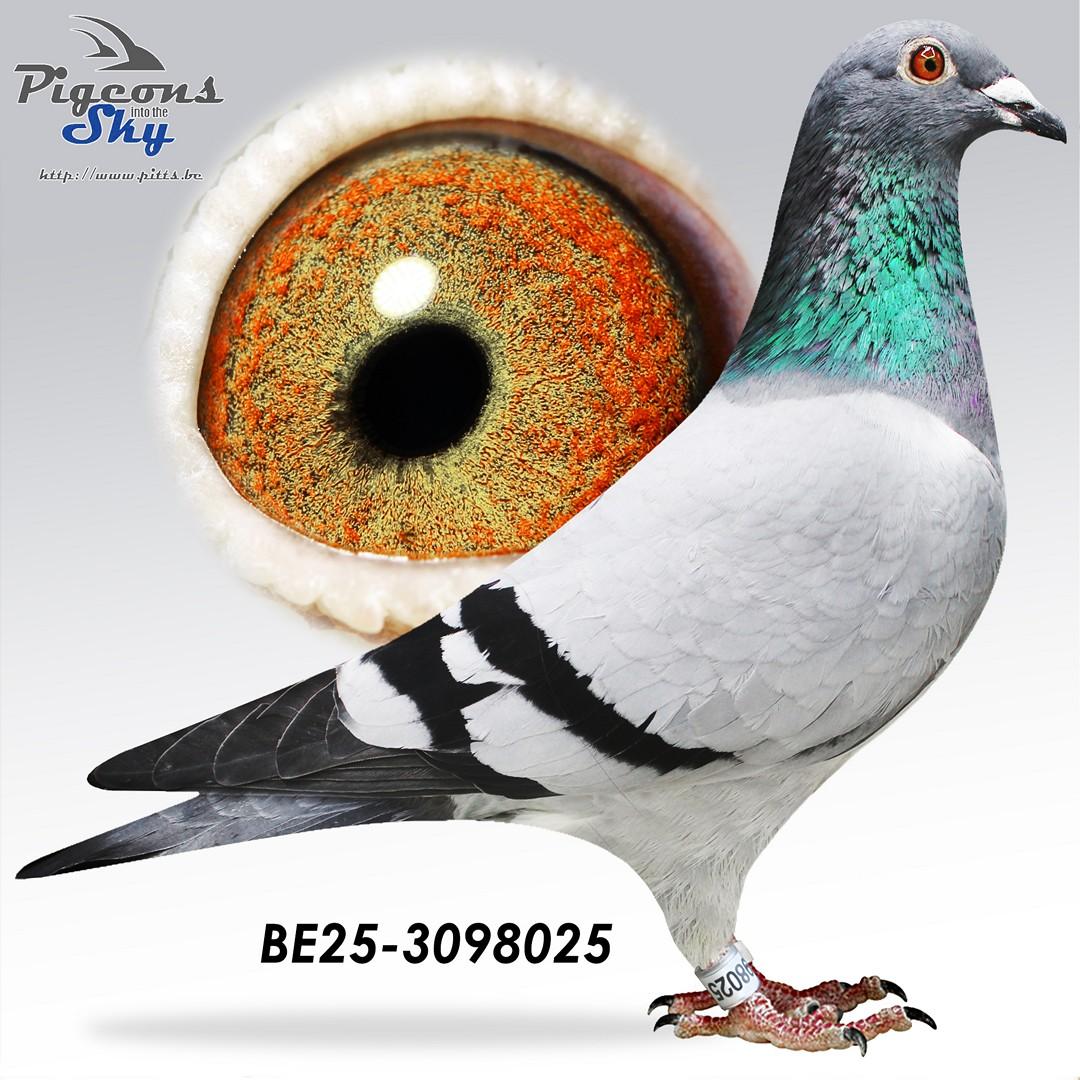 Lijn 7. Prov As KBDB