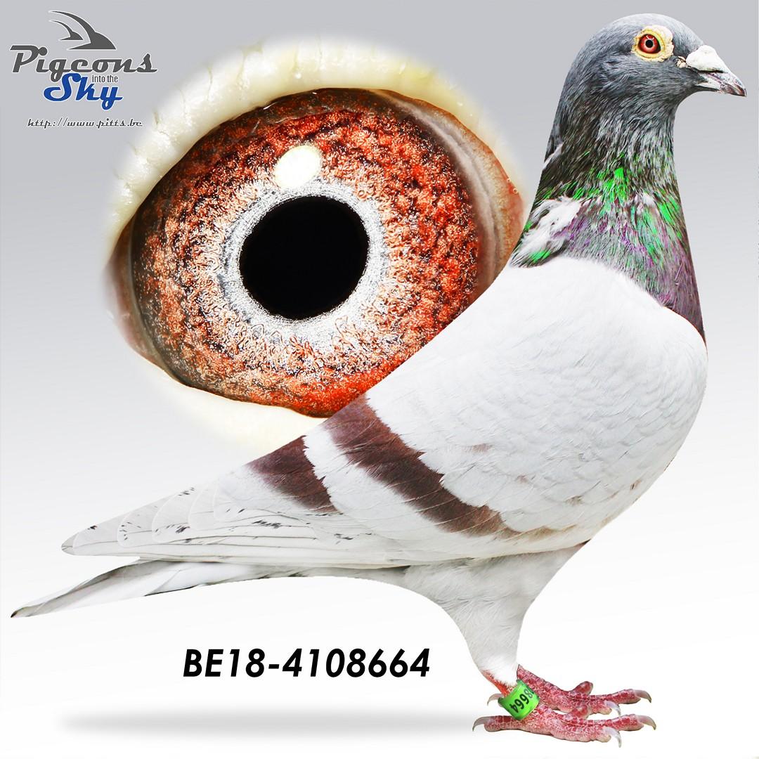 Zoon Vale Didi x Dochter Didi 767 