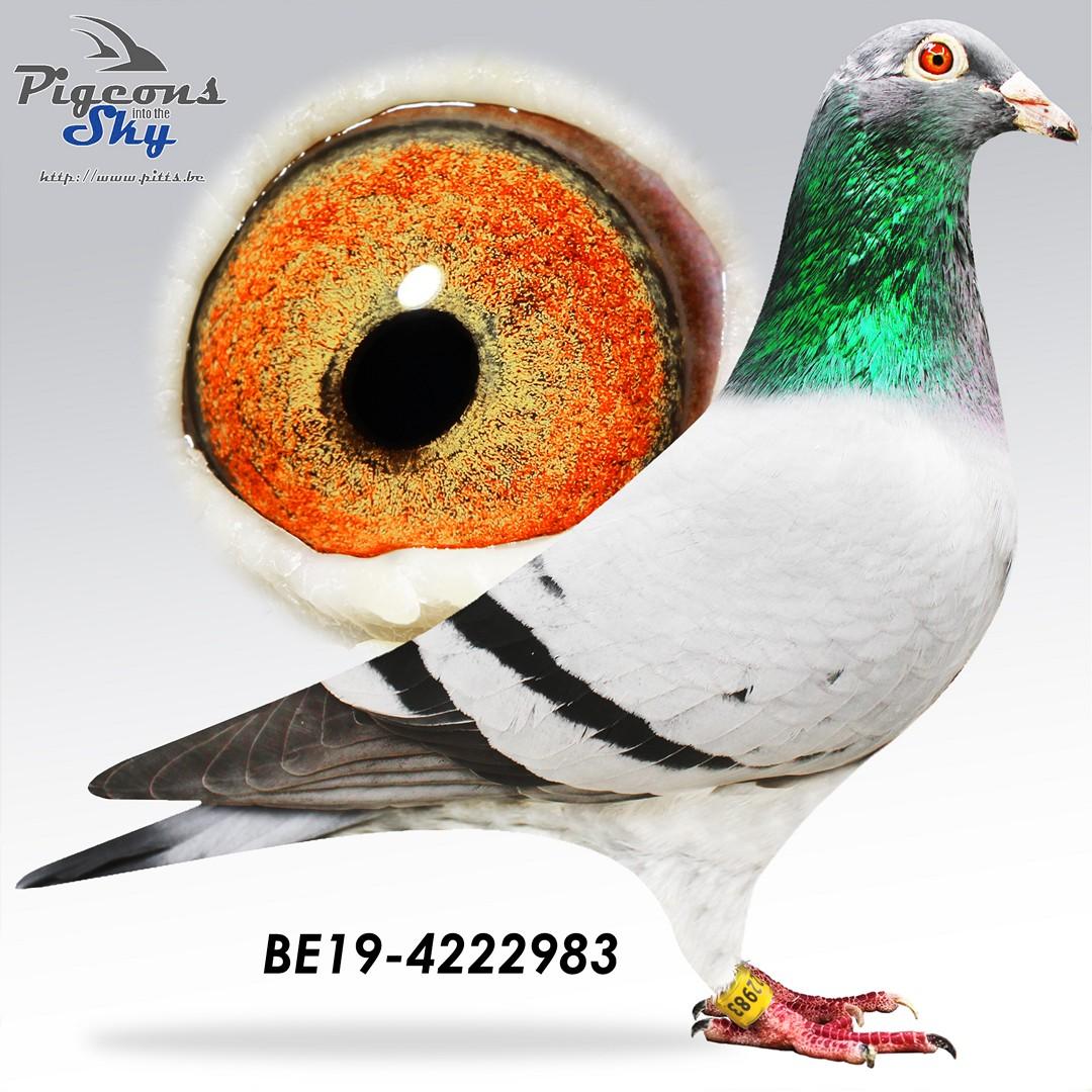 Inteelt Chipo x Dochter Den Albi 